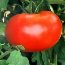 500 Ace 55 Tomato Lycopersicon Lycopersicum Fruit Vegetable Seeds New Fresh Seed - $14.90