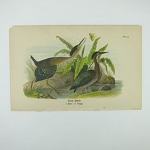 Bird Lithograph Print Green Heron after John James Audubon Antique 1890 - £16.02 GBP