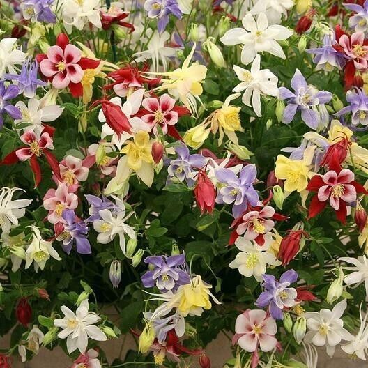 Ornamental Indian Corn, Indian Corn Seeds, 50+ Seeds, Heirloom, NON-GMO Variety