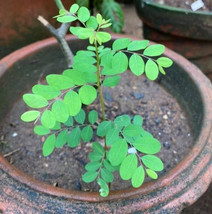 Fresh 15 Dwarf Moringa Oleifera Drumstick Horse Radish Tree Murungai Seeds - £5.51 GBP