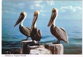Pelicans Postcard Tropical Florida Sunshine State Curteich - £2.35 GBP