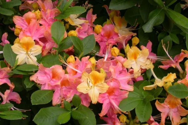 Rainbow Pink & Yellow Azalea Rhododendron Rooted Plant May Be Dormant Fresh Gard
