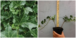 2 Baltic Sub-Zero English Ivy Live Plants - 6-12" Tall Seedlings - 3" Pots - H03 - $105.99