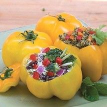 HT Yellow Stuffer Tomato 20 Seeds Slimeless Openpollinated Vegetables Ga... - $186.58 MXN