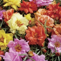 PORTULACA SEEDS SUNDIAL MIX 50 MULTI PELLETED SEEDS - $22.48