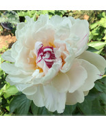 Yidianhong Cream White Peony Flowers With Dark Red Centre Flower Seeds P... - €12,10 EUR