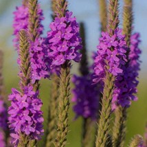 Verbena Seed Hoary Vervain Flower Seeds 10000 Seeds Fresh Seeds Fast Shipping - £16.39 GBP