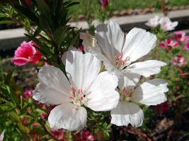 Thjar 50+ White Clarkia Flower Seeds / RE-SEEDING Annual / Godetia - £5.62 GBP