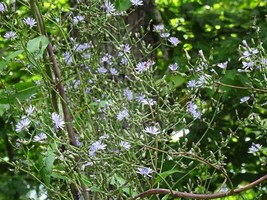 US Seller Woodland Lettice Lactuca Floridana Native Wildflower 50 Seeds From 202 - $16.00