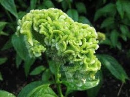 30 Celosia Lime Green Cockscomb Flower Seeds  Reseeding Annual From US - $9.49