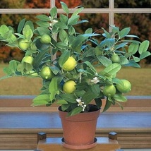 Live Plant Key Lime Live Plant Tree+Certificate 6&quot; Pot NO Ship TX,FL,AZ,CA,LA,HI - £99.65 GBP