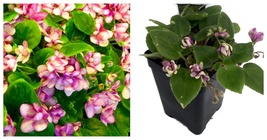 2.5&quot; Pot - Humpty Doo Mini African Violet - Terrariums/Fairy Gardens/Houseplant - £30.59 GBP