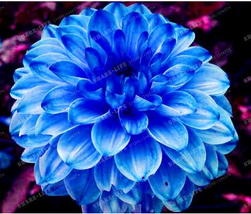 New Fresh True Color Dahlia Bulb Flower Dahlia Seeds 50 Flower Bulbs Symbolizes  - $3.96