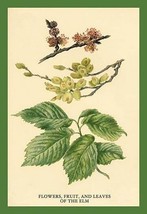 Flowers, Fruits and Leaves of the Elm by W.H.J. Boot - Art Print - £17.30 GBP+
