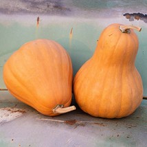 25 Seminole Pumpkin Seeds Heirloom Delicious Taste New For Fall Ts Fresh Garden - $13.98