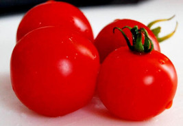 Tomato Seeds Organic Cherry Non Gmo Tomatoes Great For Salads50Ct - £6.57 GBP