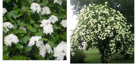 Live Potted Plants - 2 Blackhaw Viburnum Shrubs/Trees - 6-12&quot; Tall - 4&quot; Pots - £73.12 GBP