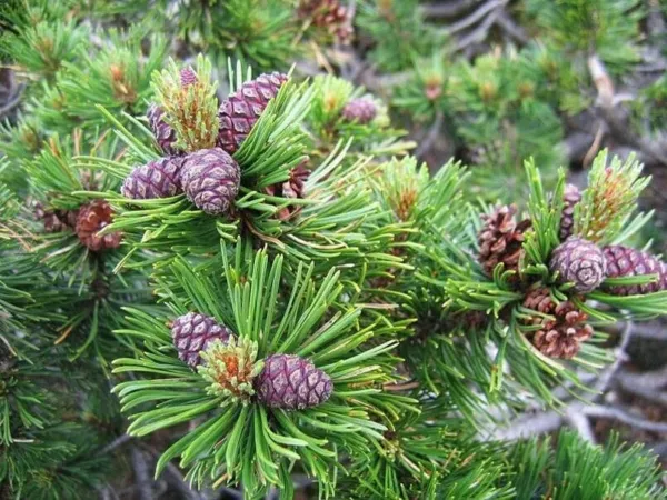 Fresh 30 Dwarf Mugo Pine Tree Seeds To Grow Pinus Mugo Pumilio Garden - £16.27 GBP