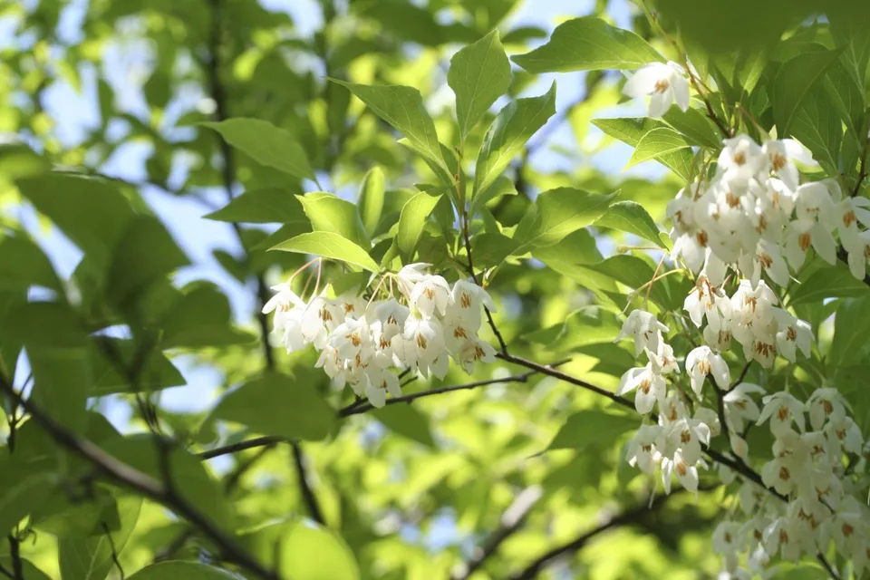 Japanese Snowbell tree 3-4 in height 20 - £27.36 GBP