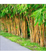 100 PLUS Golden bamboo seeds (Phyllostachys Aurea) - $21.98