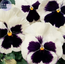  SEED 50+ Pansy Swiss White Black Flowers Seeds - $3.99