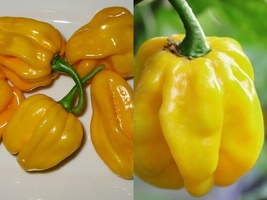 25+ Seeds Jamaican Yellow Habanero Pepper Mushroom Chile HOT Pepper - £9.58 GBP