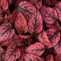 Hypoestes-Phyllostachya Splash- Red- 15 Seeds Fresh Garden Usa Seller - £5.08 GBP