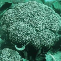 Broccoli Green Sprouting Calabrese Organic Heirloom Pure Seed 500 Seeds - $8.99