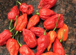 10 Ghost Superhot Pepper Seeds -1 Millionaire SHU Scolville Famous Heirloom - $2.13