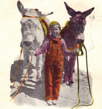 Pueblo Colorado Embossed 1906 Postcard Vintage Boy With Donkeys - $11.95