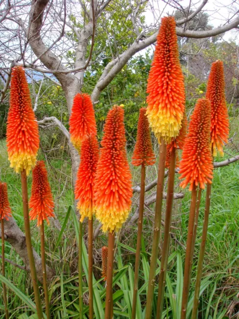 50 Seeds Torch Lily Red Hot Poker / Tritoma / Kniphofia Uvaria Flower Fresh Gard - £15.67 GBP