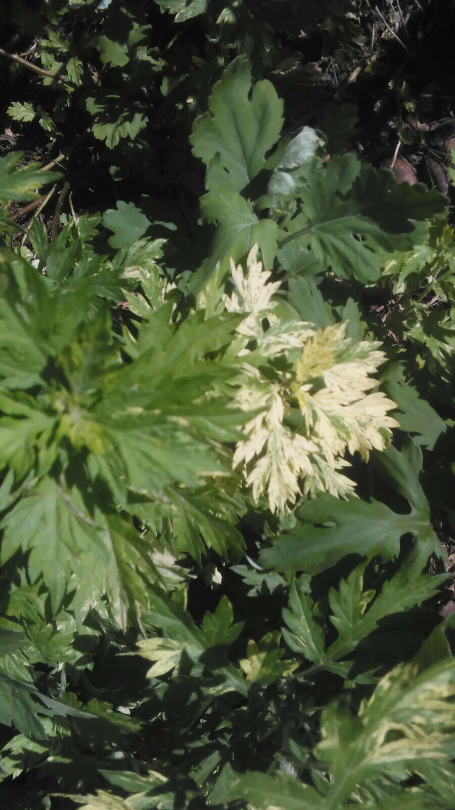 Primary image for 5 Artemisia "Oriental Limelight" (Artemisia vulgaris)- Rooted Plants