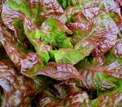 200 Seeds Ruby Red Leaf Lettuce Nourish Your Soil With Organic Planting Seeds - $8.50