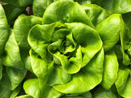 Lettuce Seeds 600+ Bibb Butterhead Vegetable   From US - $7.06