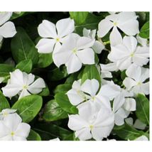 Periwinkle Dwarf White Little Blanche Catharanthus Roseus 250 Seeds #OVM06 - £23.86 GBP