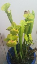 Sarracenia Flava var Ornata 20 Seeds Pender County Carnivorous pitcher   Plants  - £11.76 GBP