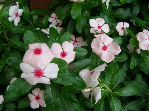 25 Vinca Seeds Cora Apricot Flower Seeds Garden Starts Nursery - $11.50