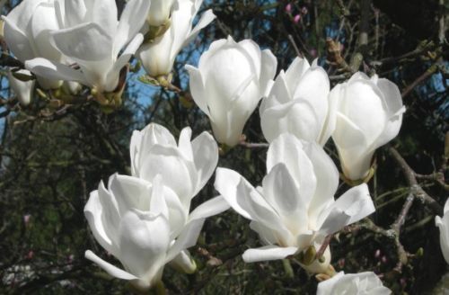 5 Yulan Magnolia, Magnolia denudata, Tree Seeds (Showy Fragrant Flowers) - $10.99