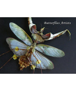Idolomantis Diabolica Giant Devils Mantis VERY RARE Framed Entomology Sh... - $244.48 CAD