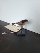 IT66 Long Tailed Tit Juvenile VTG (Aegithalos caudatus) Bird Mount Taxidermy - £86.93 GBP