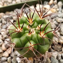 10 pcs Gymnocalycium riograndense Seeds Rare Cactus Succulent Plants FRESH SEEDS - £5.96 GBP