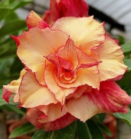 Adenium obesum Morning Star