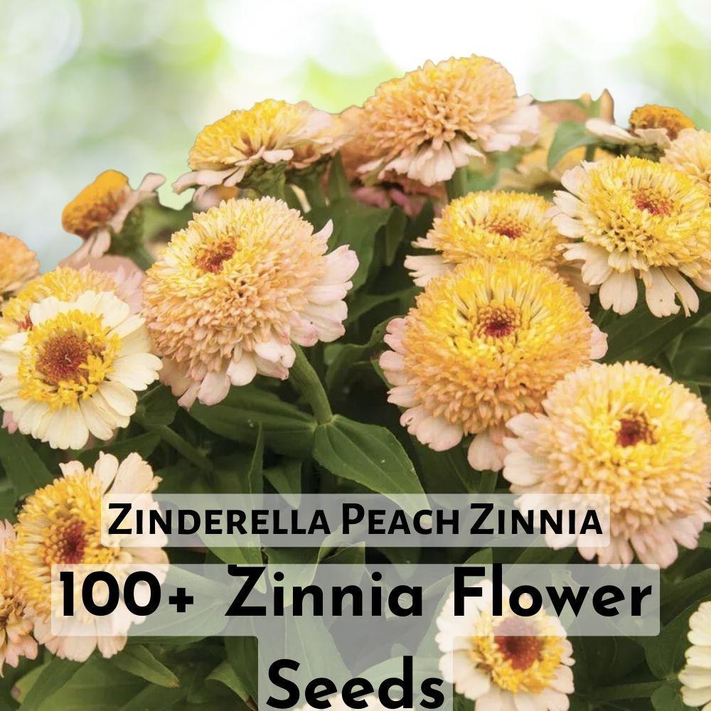 100+ Zinderella Peach Zinnia Seeds Beautiful Flower Seeds - $11.90