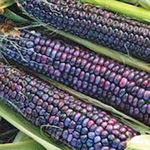 Corn, Blue HOPI, Heirloom, 500 Seeds, Great for Making Blue Corn Flour - £7.16 GBP