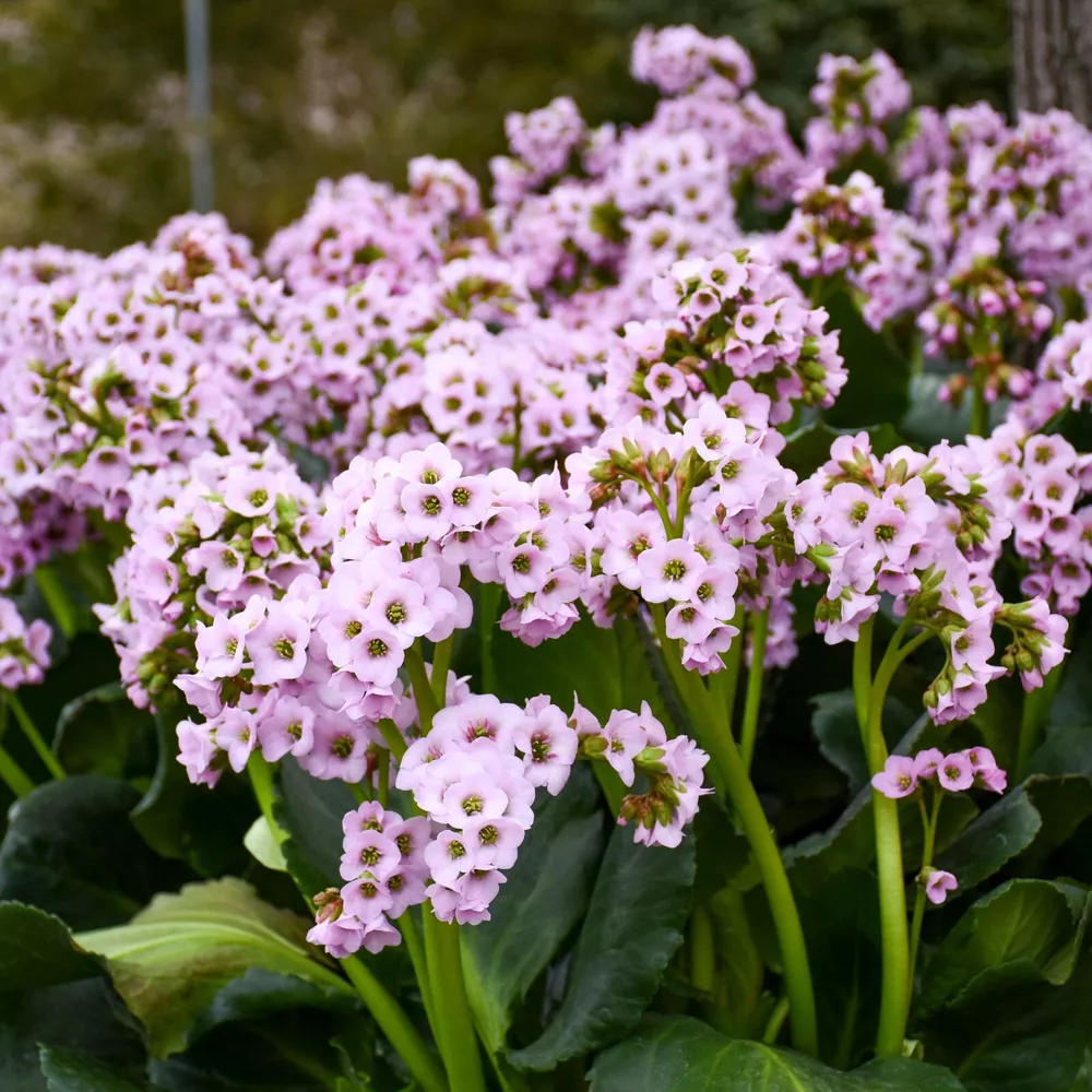 Bergenia Fairytale Romance 5.25 Inch Pot Well Rooted Colorful - $35.45