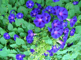 10 SEEDS MORNING GLORY FLOWER BLUE CLASSIC HEIRLOOM SEEDS: QUICK SETUP I... - $10.39