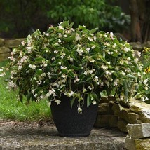 Begonia Seeds Dragon Wing White 15 Pelleted Seeds Fresh Garden - $15.95