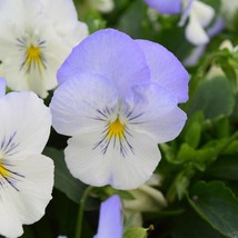 USA SELLER Bin2R11D2 Pansy Cool Wave Frost Seeds 100 Seeds Trailing Pansy - $41.95