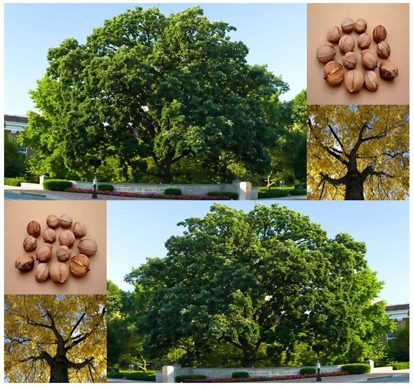 (1) Shellbark Hickory / Kingnut - Carya laciniosa Tree Seed - Combined - $6.22