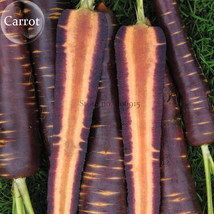 100 Seeds Afghan Purple Carrot Superfood Amazing Colour High Yielding Vegetables - $7.99